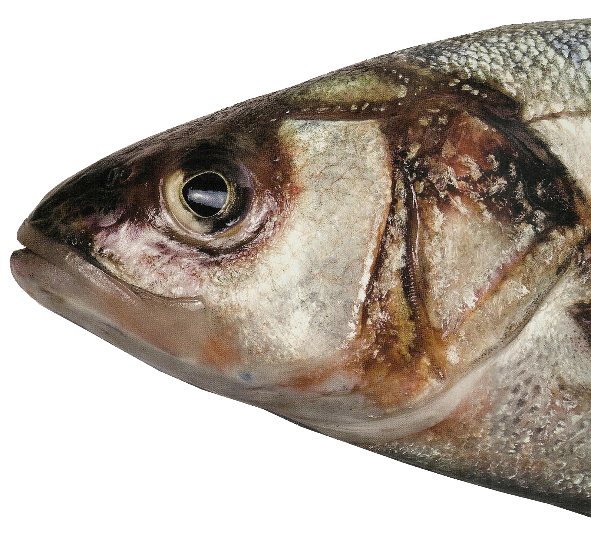 fish